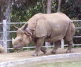 Rhino